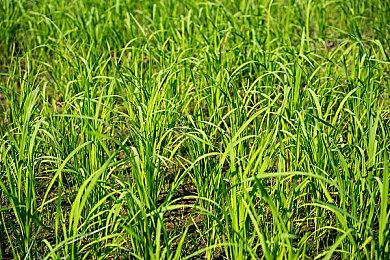 《最后的生还者：重制版》又一简短PC预告片公布